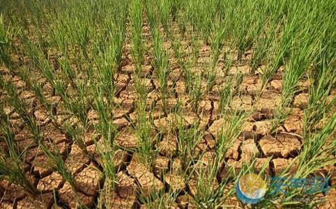 全國多地高溫旱災嚴峻 各地部門抓好應急抗旱服務